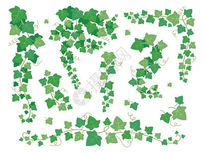 常春藤绿叶悬挂爬行植物分支葡萄葡萄叶攀爬藤本植物在花园墙壁植物爬行者郁葱的绿化阳台园艺矢量集隔背景图片