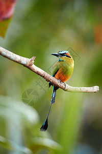 superciliosa热带鸟的垂直照片图片