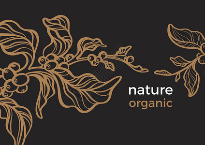带有叶子和天然豆的咖啡现实分支的矢量热带模板有机食品种植园剪影素描艺术线植物插图在黑图片