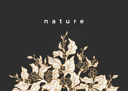 咖啡枝叶子天然豆类的矢量热带模板有机食品种植园草本剪影生物形状手绘草图黑色背景上的艺图片