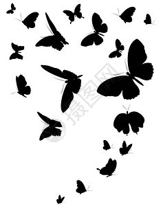 在白色背景上隔离的蝴蝶图片