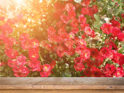 阳光下红玫瑰灌丛的背景抽象质夏日图片