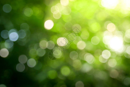 阳光明媚的抽象绿色自然背景带散景灯的模糊公园自然花图片
