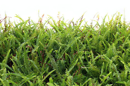 蕨壁纸蕨叶背景树绿色抽象森林蕨在白墙图片