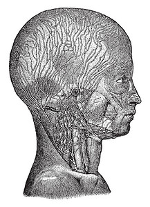 这个插图代表头部和颈部的文法老式线背景图片