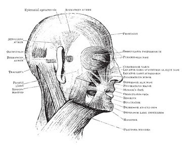 该图示代表头部肌肉古老线条绘图或雕刻背景图片