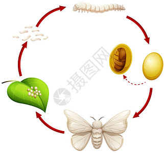 蚕图的生命周期图片