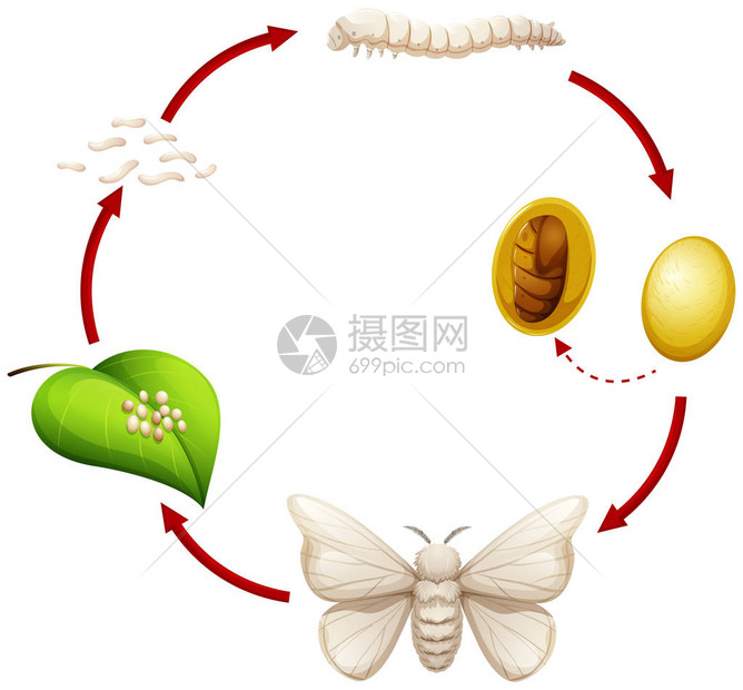 蚕图的生命周期