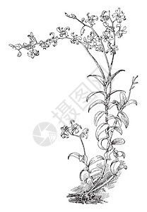 这是超级石斛的图像茎的末端会提供很多粉红色的花朵复古线条背景图片