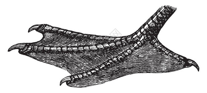 此图像代表鸭脚古老线条绘图或雕刻插图图片