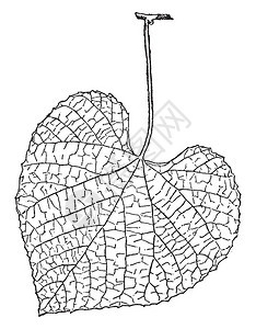 VitisCribaea树叶是维塔塞家族开花植物的基因背景图片