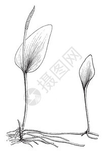 常见的阿德勒舌头是奥皮格洛斯库姆Ophioglossumvulgatum的名字棕榈叶般的部分图片