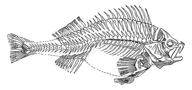 有一条直角的鱼类骨骼古老的线条图背景图片