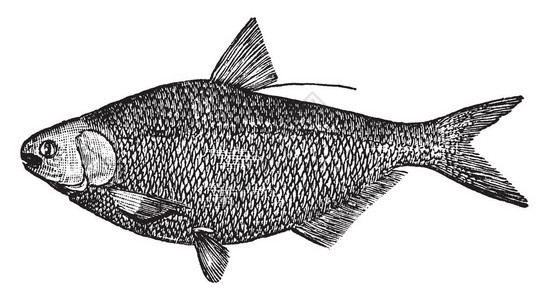 Shad是Clupeidae家族的一条鱼背景图片