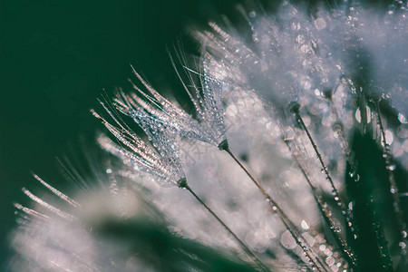 露水滴中fluffydandelion的抽象模糊宏观照片图片