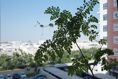 特写鼓槌树叶阳台上背景模糊的辣木树叶图片