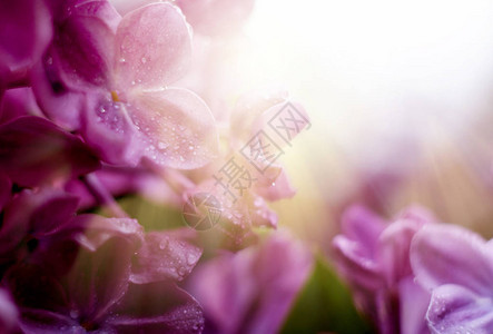 光亮紫罗兰花的软焦点图片抽象的浪漫花卉背景和您图片