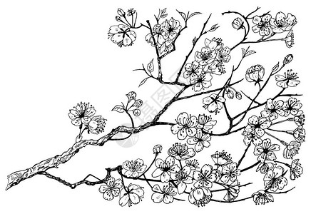 带叶子的野花日本樱花有叶子和芽的婚礼植物植物有机春季草本雕刻手绘涂鸦素描卡片标签背景图片
