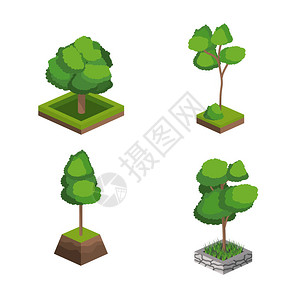 植物质和植物植物主题的几色树孤立设图片