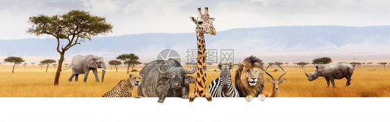 一大群非洲野生动物一起把爪子挂在空白的色水平网页横幅或社图片