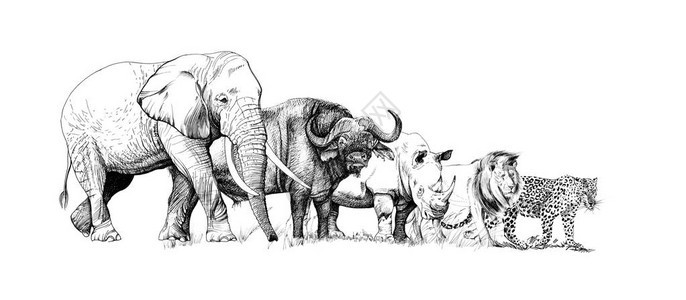 大非洲五只动物图片
