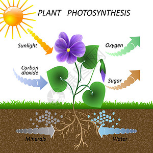 植物光合作用矢量图图片