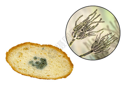 卷盘面包和近视真菌即面包模照片和3D图片