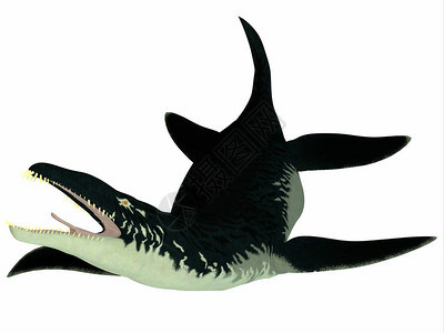 Liopleurodon是生活在英格兰和法国的侏罗纪时期的一种图片