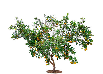 泰国的树木CitrusJenconicaThunb是一棵图片