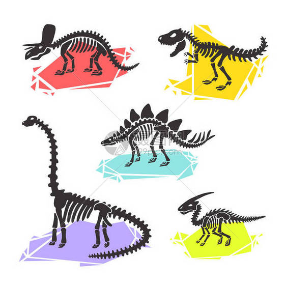 恐龙骨架集梁龙三角龙霸王龙龙副栉龙彩色水晶插图用于徽标卡片T恤纺织品网页在白图片