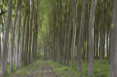 森林树木模糊的抽象运动图片