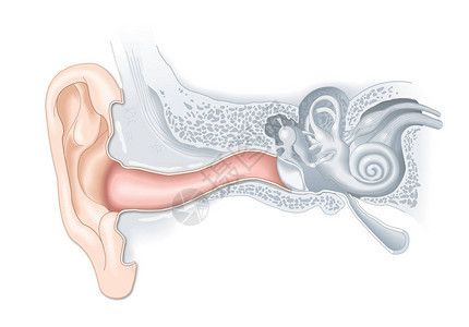 人体耳解剖医学精图片