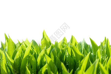 绿色树叶抽象背景自然新鲜生长的绿色植图片