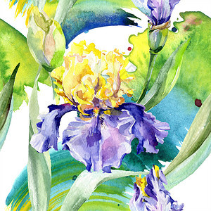 紫黄色的虹膜花卉植物花孤立的野生春叶野花水彩背景插图集水彩画时图片