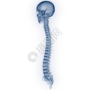 与脊椎的头骨3图片