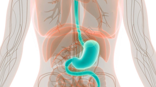 3D人类消化系统口图片