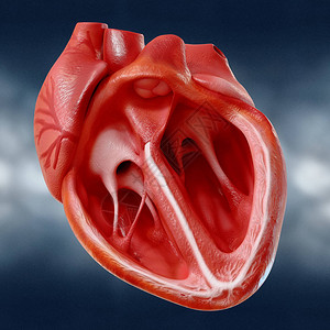 具有心血管和主要船只的人体心脏解正确型模图片