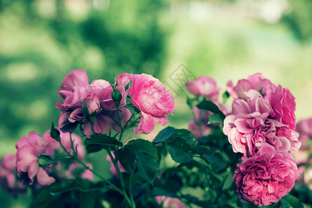 花园里美丽的盛开的玫瑰丛选择焦点季节卡片博客海报和网页设图片