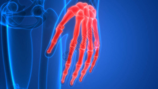 人体骨细胞骨骼联合疼痛解剖术手动图片