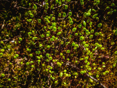 复古模糊的抽象背景鲜绿色的苔藓微距拍摄苔藓的宏观与棕色茎上的绿色孢子囊春天平静的地毯顶视图选择焦点Pohlia图片
