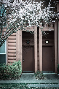 春天樱花盛开的美国华盛顿州西雅图郊区典型联排别墅的模糊抽象门口入复式房屋的五颜六色的红色壁板与盛开图片