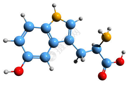 5羟基色氨酸骨架式的3D图像在白色背景下分离的5htp的图片