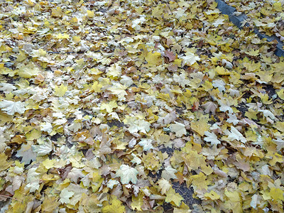 秋天黄色橙红坠落的树叶地毯抽象的纹理背景图片