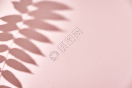 粉红背景的树叶阴影创意抽象背景自图片