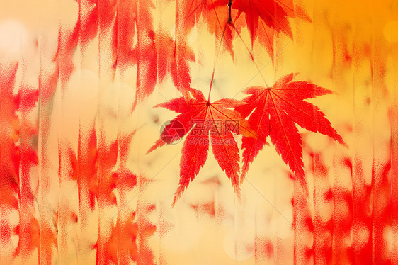 唯美大气枫叶玻璃风秋天背景图片