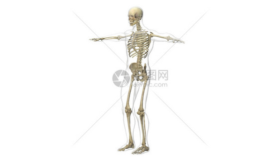男性骨骼系统图片