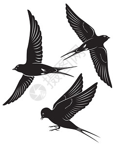鸟燕子图片