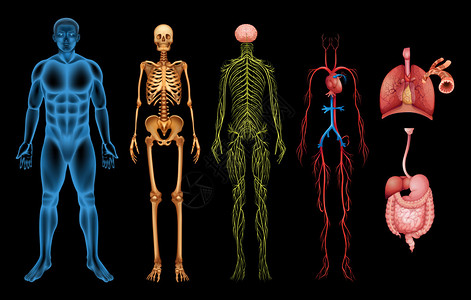 人体系统图片