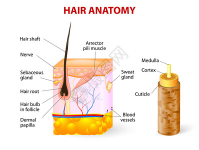 在皮肤层横断面的头发毛囊的关系图图片