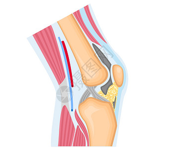 腿骨白上隔离的膝插画